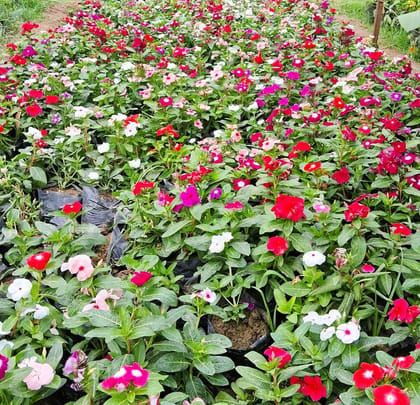 Sadabahar / Periwinkle / Vinca (any colour) in 4 Inch Nursery Bag