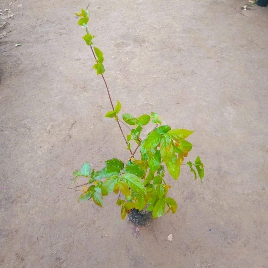 Madhumalti Bel / Rangoon Creeper in 4 Inch Nursery Bag