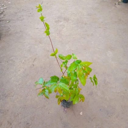 Buy Madhumalti Bel / Rangoon Creeper In 4 Inch Nursery Pot Online | Urvann.com