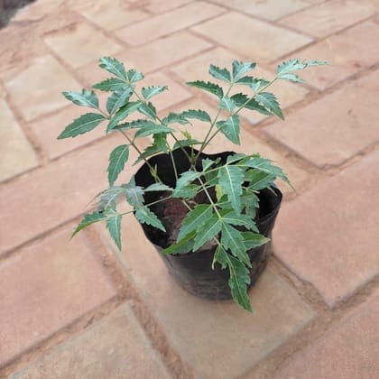 Buy Neem / Azadirachta indica in 4 Inch Nursery Bag Online | Urvann.com