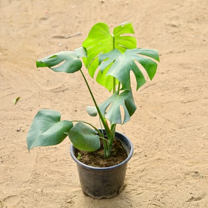 Buy Monstera Deliciosa  in 10 Inch Nursery Pot Online | Urvann.com