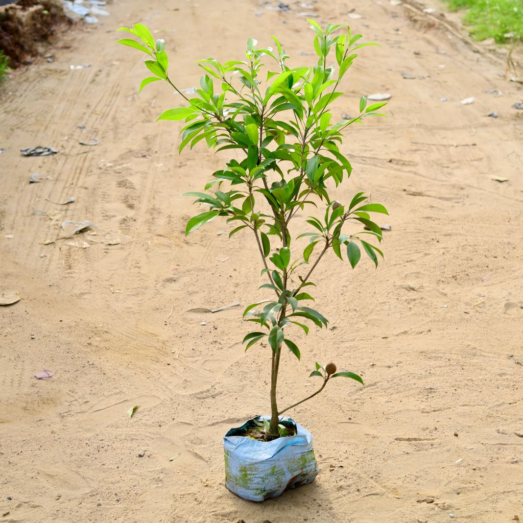 Chiku / Sapodilla  in 10 Inch Nursery Bag