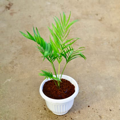 Buy Chameadorea Palm in 8 Inch White Olive Plastic Pot Online | Urvann.com