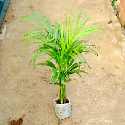 Buy Areca Palm  in 6 Inch Nursery Bag Online | Urvann.com