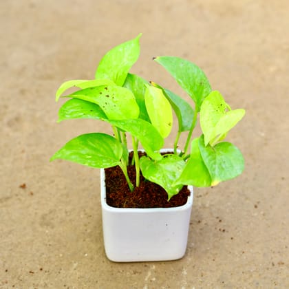 Buy Money Plant Golden in 4 Inch Classy White Square Ceramic Pot Online | Urvann.com