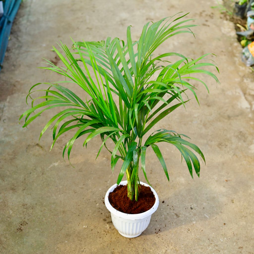 Areca Palm (~ 2 Ft) in 8 Inch White Olive Plastic Pot