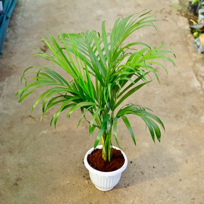 Buy Areca Palm (~ 2 Ft) in 8 Inch White Olive Plastic Pot Online | Urvann.com