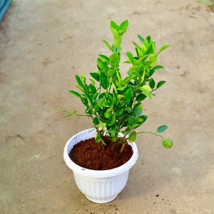 Buy Nimbu / Lemon Plant  in 10 Inch White Olive Plastic Pot Online | Urvann.com