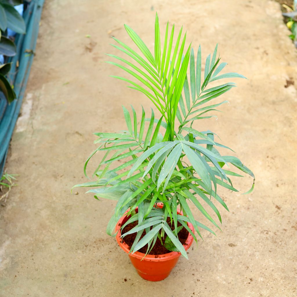 Bamboo Palm (~ 2 Ft) in 10 Inch Terracotta Red Classy Plastic Pot