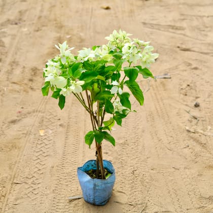 Buy Mussaenda White in 7 Inch Nursery Bag Online | Urvann.com