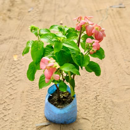 Buy Mussaenda Pink in 7 Inch Nursery Bag Online | Urvann.com