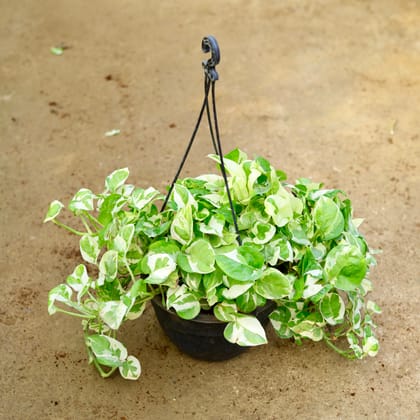 Buy Money Plant Njoy in 8 Inch Hanging Basket Online | Urvann.com