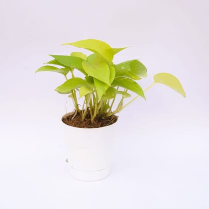 Buy Money Plant Golden in 4 Inch White Florence Self Watering Pot Online | Urvann.com