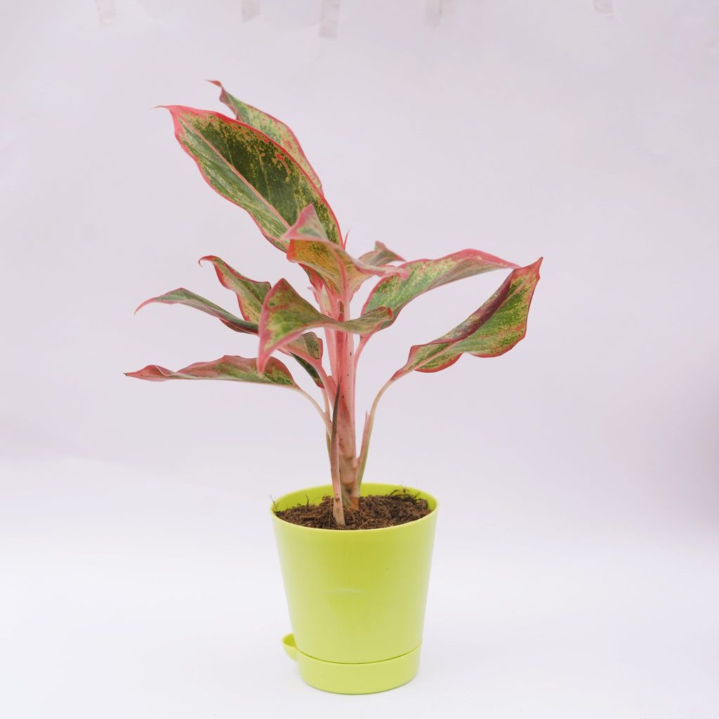 Aglaonema Lipstick in 4 Inch Green Florence Self Watering Pot