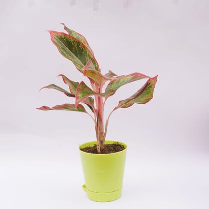 Buy Aglaonema Lipstick in 4 Inch Green Florence Self Watering Pot Online | Urvann.com