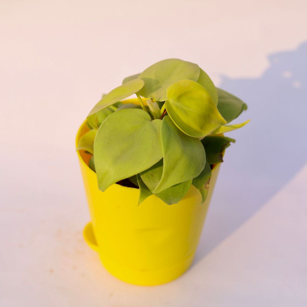 Oxycardium Golden in 4 Inch Yellow Florence Self Watering Pot