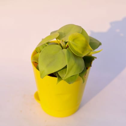 Buy Oxycardium Golden in 4 Inch Yellow Florence Self Watering Pot Online | Urvann.com