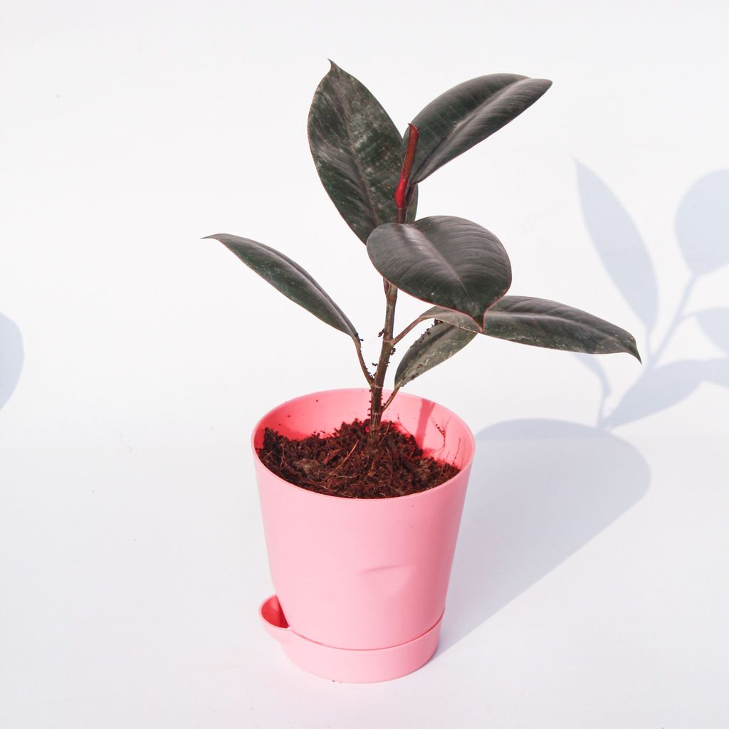 Rubber Black in 4 Inch Pink Florence Self Watering Pot