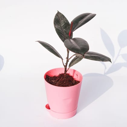 Buy Rubber Black in 4 Inch Pink Florence Self Watering Pot Online | Urvann.com