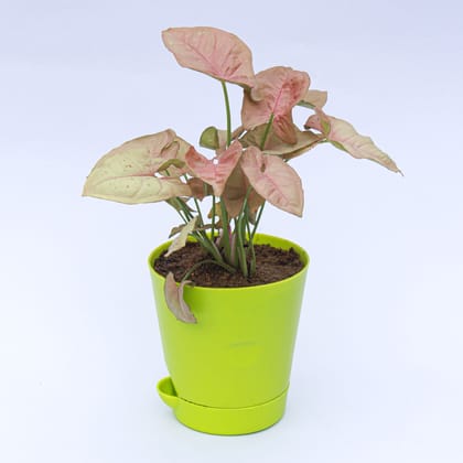 Buy Syngonium Pink in 4 Inch Green Florence Self Watering Pot Online | Urvann.com