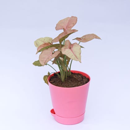 Buy Syngonium Pink in 4 Inch Pink Florence Self Watering Pot Online | Urvann.com