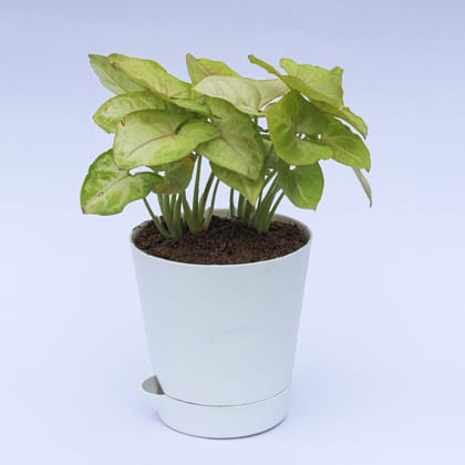 Buy Syngonium Green in 4 Inch Green Florence Self Watering Pot Online | Urvann.com