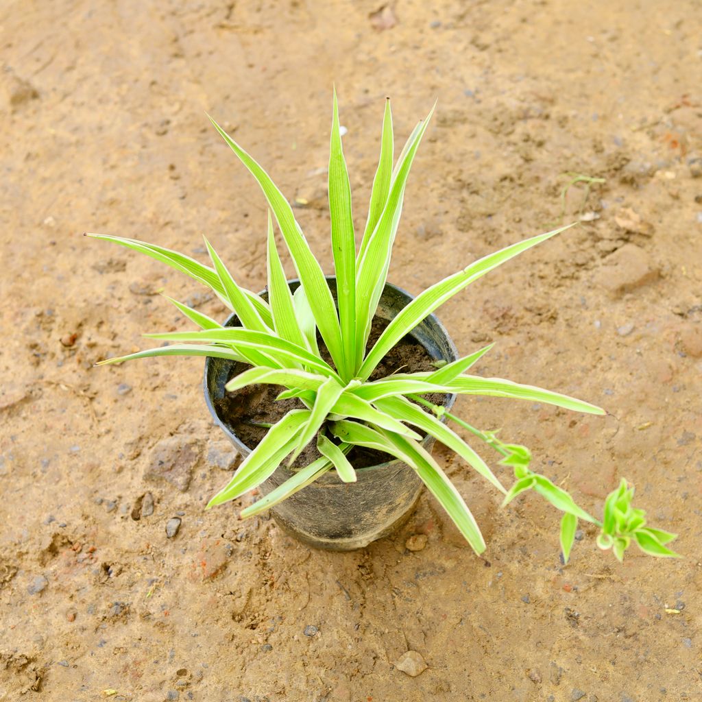 Spider in 6 Inch Nursery Pot