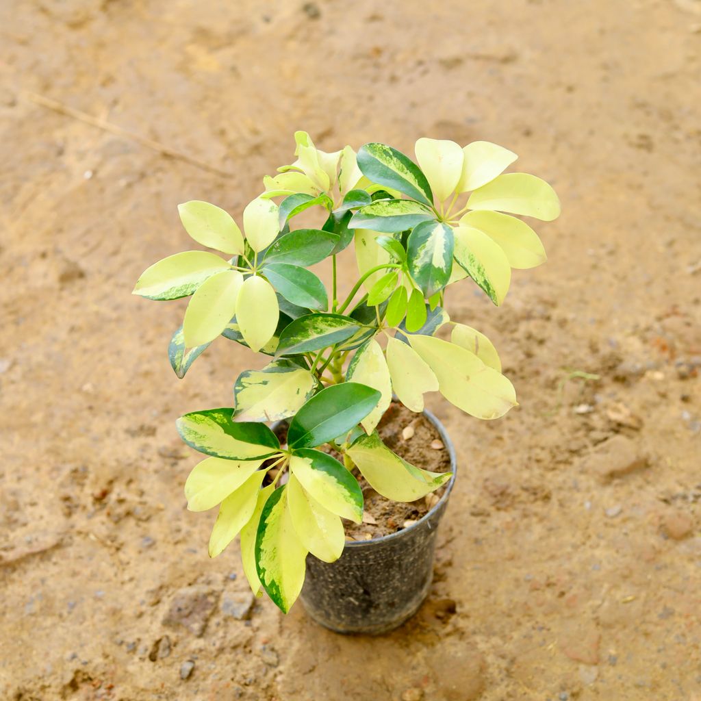 Schefflera Vareigated in 6 Inch Nursery Pot