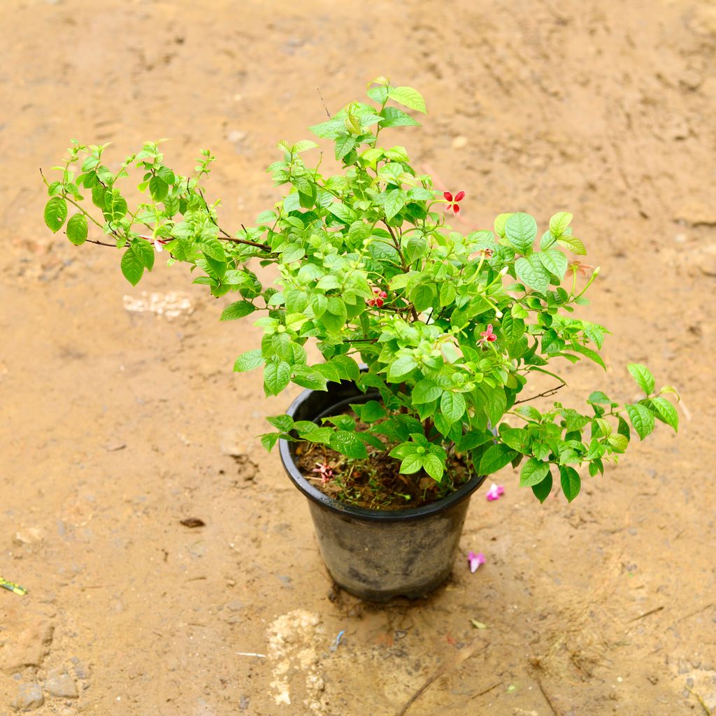 Madhu Malti / Rangoon Creeper Red in 8 Inch Nursery Pot