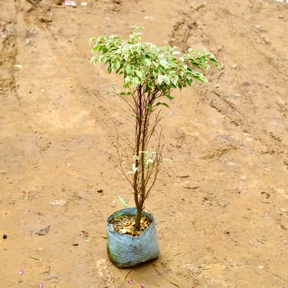 Buy Ficus Starlight (~3 Ft) in 10 Inch Nursery Bag Online | Urvann.com