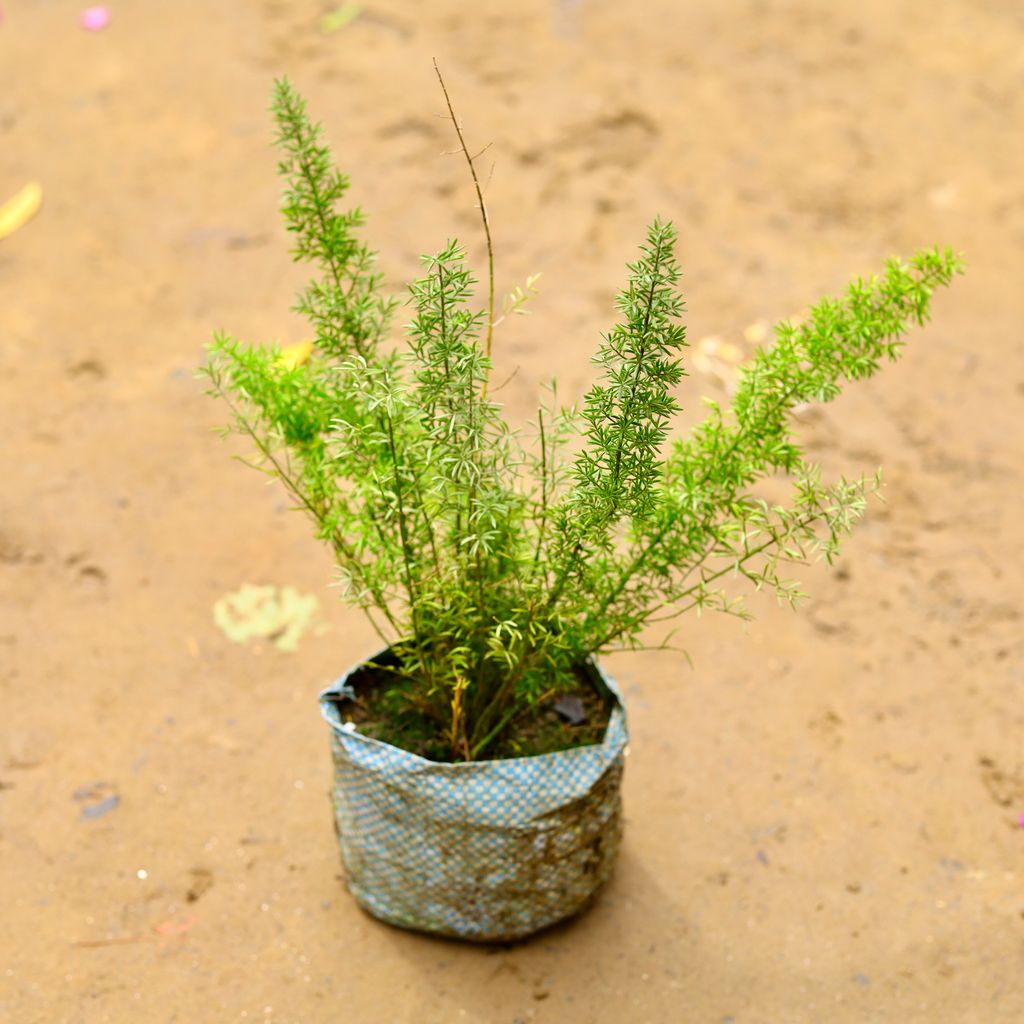 Asparagus Mary in 4 Inch Nursery Bag