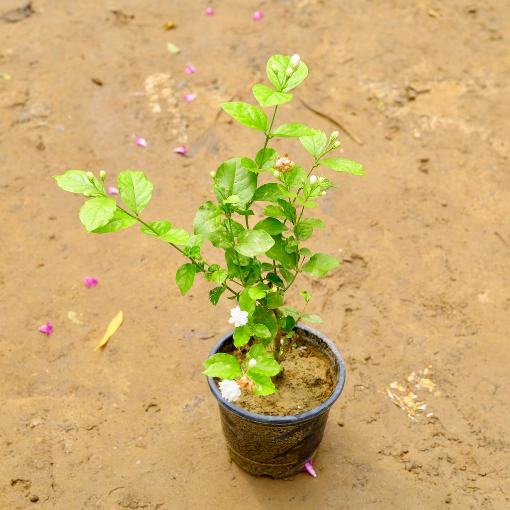 Mogra White in 6 Inch Nursery Pot