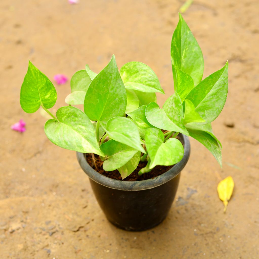 Money Plant / Pothos Green in 4 Inch Nursery Pot - Best Indoor Plant