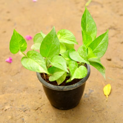 Buy Money Plant / Pothos Green in 4 Inch Nursery Pot Online | Urvann.com