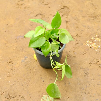 Buy Oxycardium Green in 4 Inch Nursery Pot Online | Urvann.com