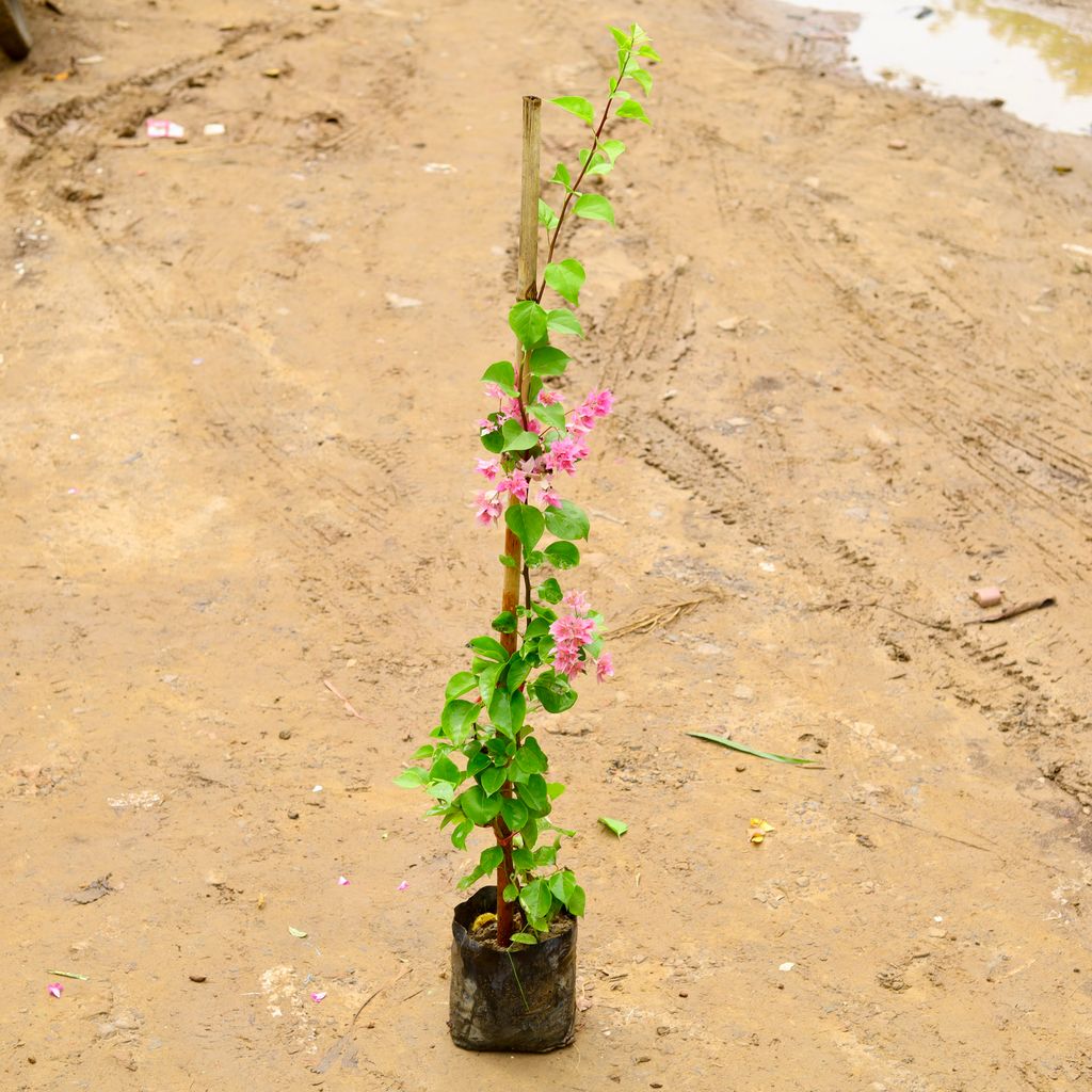 Bougainvillea (~ 1 Ft) (any colour) in 8 Inch Nursery Pot