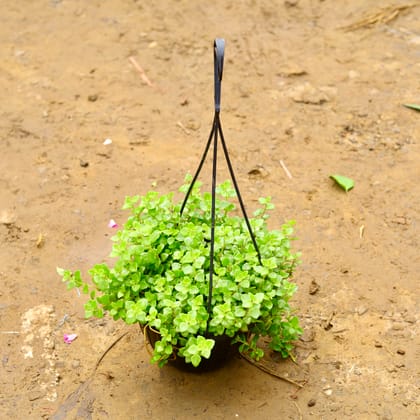 Buy Turtle Vine in 8 Inch Black Hanging Basket Online | Urvann.com