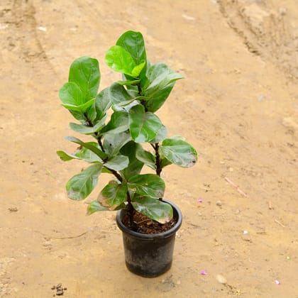 Buy Fiddle Leaf Fig / Ficus Lyrata (~ 2.5 Ft) in 8 Inch Nursery Pot Online | Urvann.com