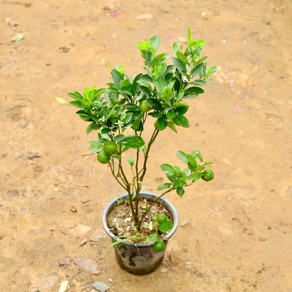 China Orange (~ 2 Ft) in 8 Inch Nursery Pot