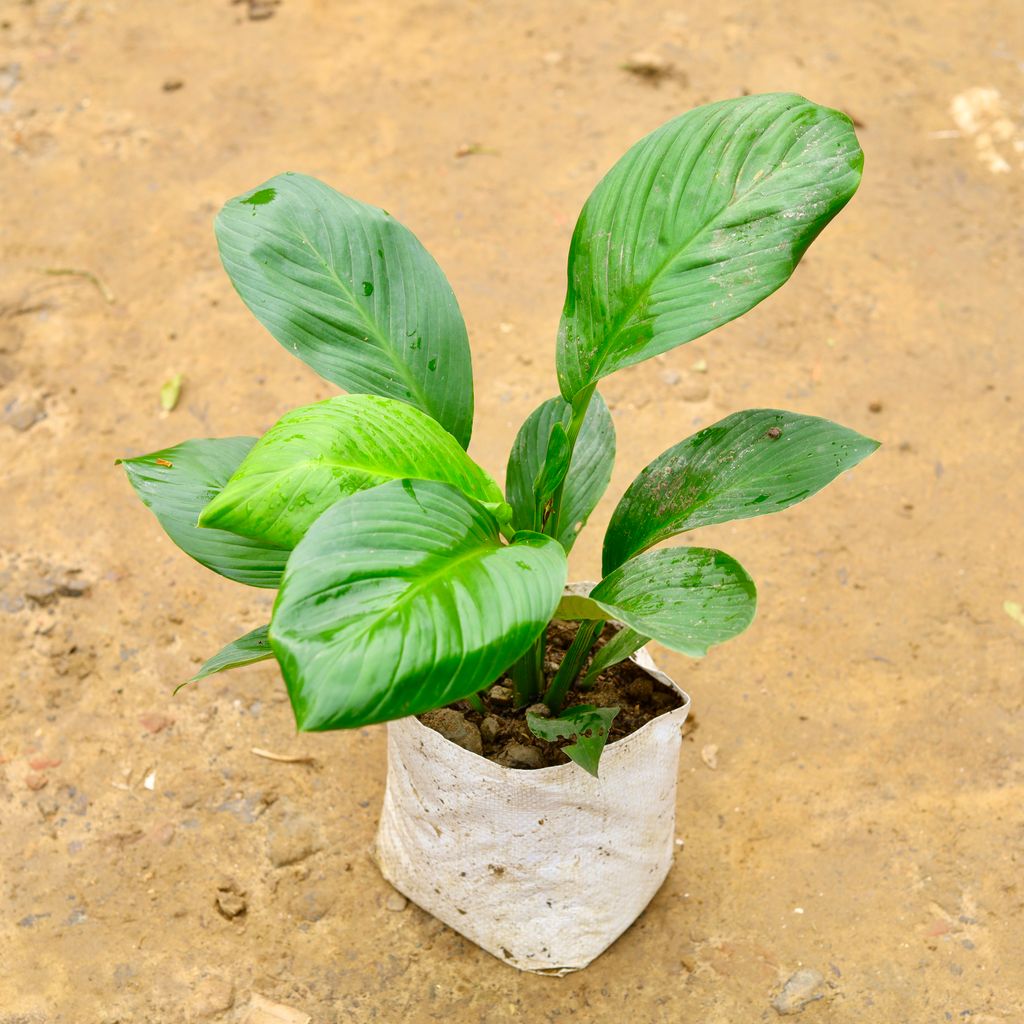 Peace Lily in 10 Inch Nursery Bag - Best Flowering Indoor Plant