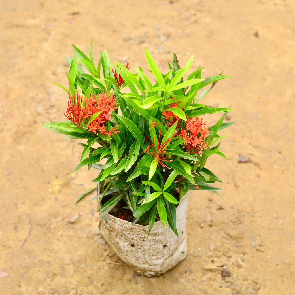 Ixora Long leaves (any colour) in 6 Inch Nursery Bag