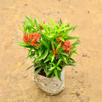 Buy Ixora Long leaves (any colour) in 6 Inch Nursery Bag Online | Urvann.com