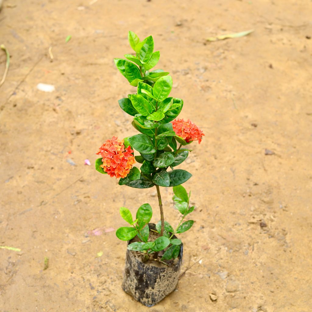 Ixora Bombay (any colour) in 6 Inch Nursery Bag