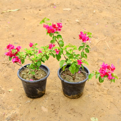 Buy Set of 2 - Bougainvillea (any colour) in 6 Inch Nursery Pot Online | Urvann.com