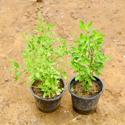 Buy Set of 2 - Rama Tulsi in 6 Inch Nursery Pot Online | Urvann.com