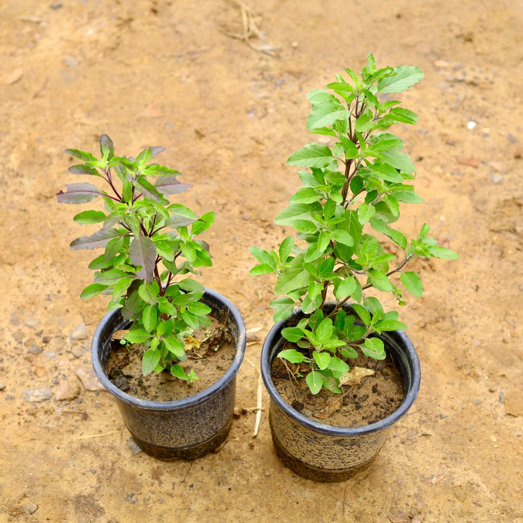 Set of 2 - Shyama Tulsi in 6 Inch Nursery Pot