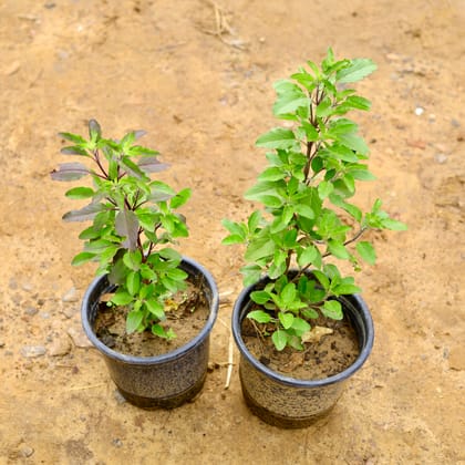 Buy Set of 2 - Shyama Tulsi in 6 Inch Nursery Pot Online | Urvann.com