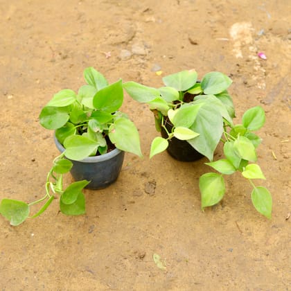 Buy Set of 2 - Oxycardium Green in 4 Inch Nursery Pot Online | Urvann.com