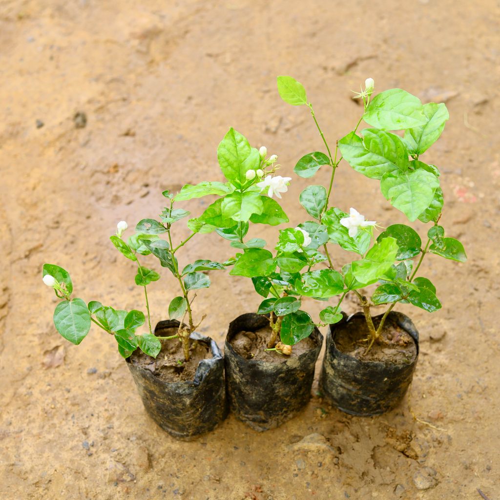 Set of 3 - Mogra / Jasmine White in 4 Inch Nursery Bag