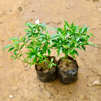 Buy Set of 2 - Chandni Dwarf White in 4 Inch Nursery Bag Online | Urvann.com